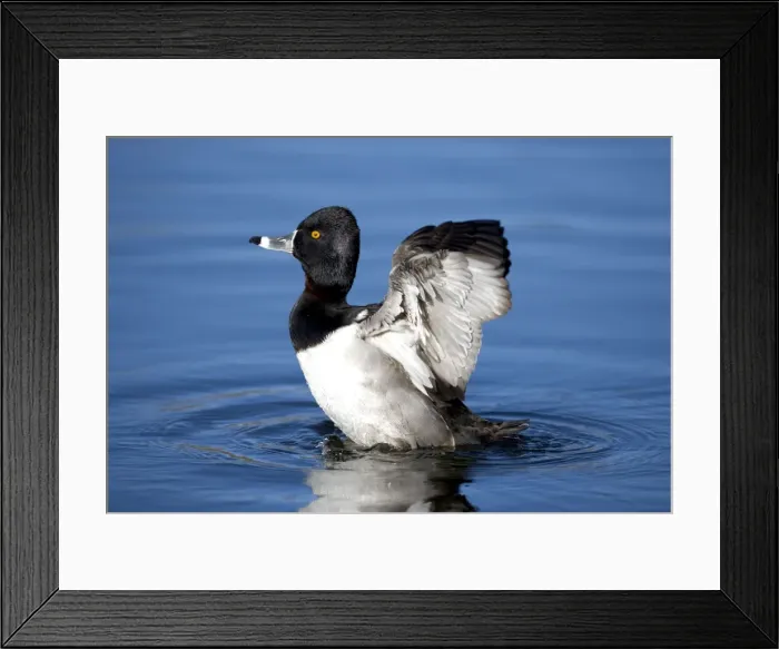 Framed Print : Ring-necked duck - male - Breeds in Central and Northern US - southern Canada, Alaska. Winters in southern US, south through Mexico to Guatemala and West Indies Framed Print : Ring-necked duck - male - Breeds in Central and Northern US - southern Canada, Alaska. Winters in southern US, south through Mexico to Guatemala and West Indies
