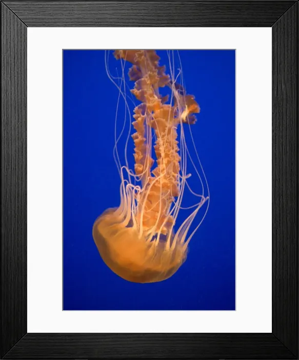 Framed Print : Black Sea Nettle - Pacific Ocean - Photographed at Monterey Bay Aquarium - Monterey - California - USA Framed Print : Black Sea Nettle - Pacific Ocean - Photographed at Monterey Bay Aquarium - Monterey - California - USA