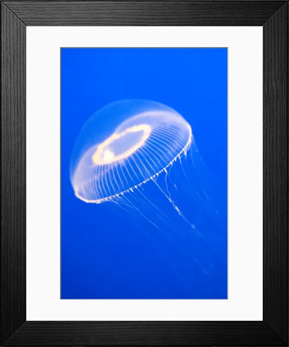 Framed Print : Crystal Jelly - Photographed at Monterey Bay Aquarium - Monterey - California - USA Framed Print : Crystal Jelly - Photographed at Monterey Bay Aquarium - Monterey - California - USA