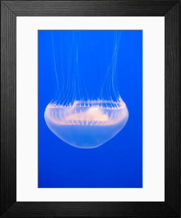 Framed Print : Crystal Jelly - Photographed at Monterey Bay Aquarium - Monterey - California - USA Framed Print : Crystal Jelly - Photographed at Monterey Bay Aquarium - Monterey - California - USA