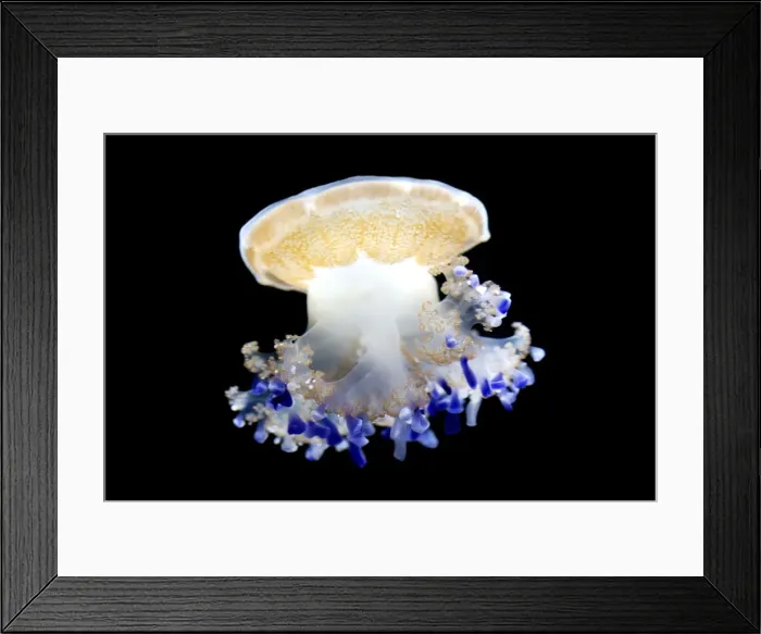 Framed Print : Mediterranean Jellyfish - Commonly found in the Mediterranean sea - Photographed at Monterey Bay Aquarium - Monterey - California - USA Framed Print : Mediterranean Jellyfish - Commonly found in the Mediterranean sea - Photographed at Monterey Bay Aquarium - Monterey - California - USA