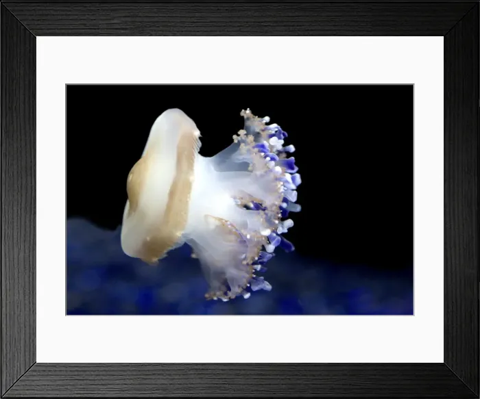 Framed Print : Mediterranean Jellyfish - Commonly found in the Mediterranean sea - Photographed at Monterey Bay Aquarium - Monterey - California - USA Framed Print : Mediterranean Jellyfish - Commonly found in the Mediterranean sea - Photographed at Monterey Bay Aquarium - Monterey - California - USA