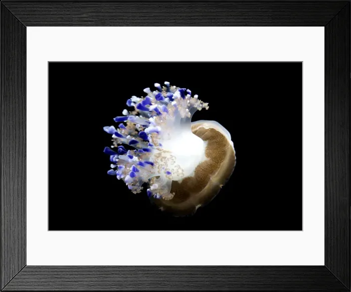 Framed Print : Mediterranean Jellyfish - Commonly found in the Mediterranean sea - Photographed at Monterey Bay Aquarium - Monterey - California - USA Framed Print : Mediterranean Jellyfish - Commonly found in the Mediterranean sea - Photographed at Monterey Bay Aquarium - Monterey - California - USA