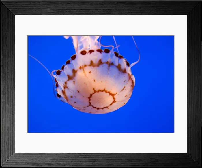 Framed Print : Purple-striped Jelly - Range: limited along coast of California - Pacific Ocean - USA - Photographed at Monterey Bay Aquarium - Monterey - California - USA Framed Print : Purple-striped Jelly - Range: limited along coast of California - Pacific Ocean - USA - Photographed at Monterey Bay Aquarium - Monterey - California - USA