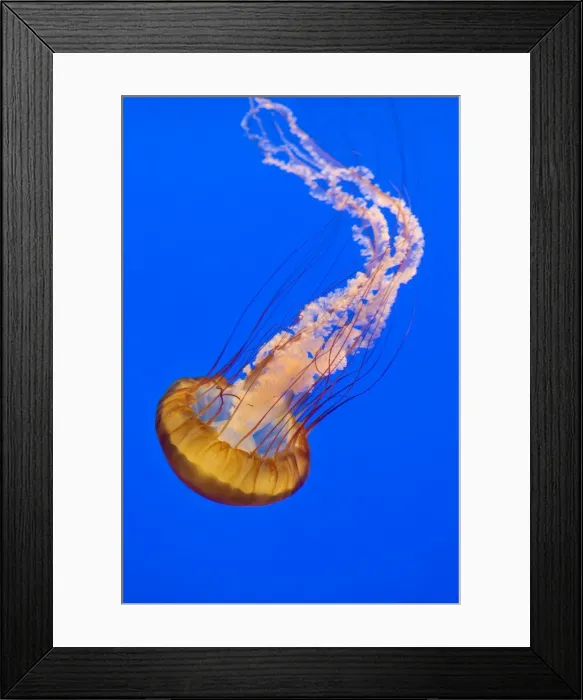 Framed Print : Sea Nettle - Range: California to Alaska - Aleoutian Islands - Bering Sea - Japan - Mostly near coast - Photographed at Monterey Bay Aquarium - Monterey - California - USA Framed Print : Sea Nettle - Range: California to Alaska - Aleoutian Islands - Bering Sea - Japan - Mostly near coast - Photographed at Monterey Bay Aquarium - Monterey - California - USA
