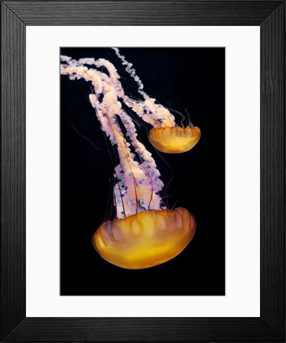 Framed Print : Sea Nettle - Range: California to Alaska - Aleoutian Islands - Bering Sea - Japan - Mostly near coast - Photographed at Monterey Bay Aquarium - Monterey - California - USA Framed Print : Sea Nettle - Range: California to Alaska - Aleoutian Islands - Bering Sea - Japan - Mostly near coast - Photographed at Monterey Bay Aquarium - Monterey - California - USA