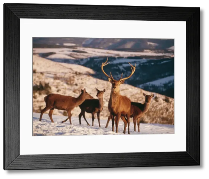 Framed Print : Red Deer FL 116 In snow Cervus elaphus © Ferrero-Labat / ARDEA LONDON Framed Print : Red Deer FL 116 In snow Cervus elaphus © Ferrero-Labat / ARDEA LONDON