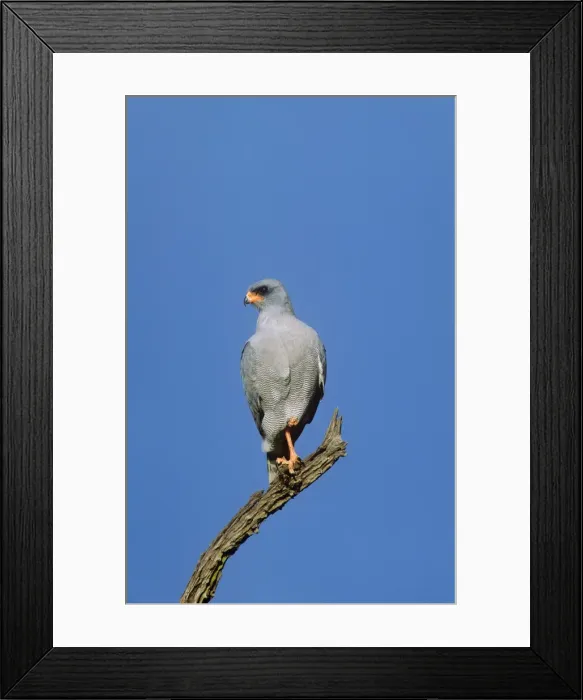Framed Print : Dark Chanting Goshawk Africa Framed Print : Dark Chanting Goshawk Africa