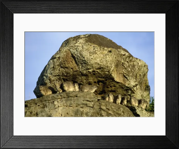 Framed Print : Yellow-spotted Rock Hyrax Maasai Mara, Kenya Framed Print : Yellow-spotted Rock Hyrax Maasai Mara, Kenya