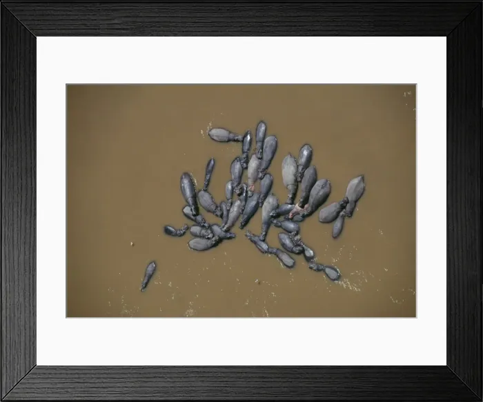 Framed Print : Hippopotamus FL 1276 Aerial, Maasai Mara, Kenya, Africa. Hippopotamus amphibius © Ferrero-Labat / ARDEA LONDON Framed Print : Hippopotamus FL 1276 Aerial, Maasai Mara, Kenya, Africa. Hippopotamus amphibius © Ferrero-Labat / ARDEA LONDON