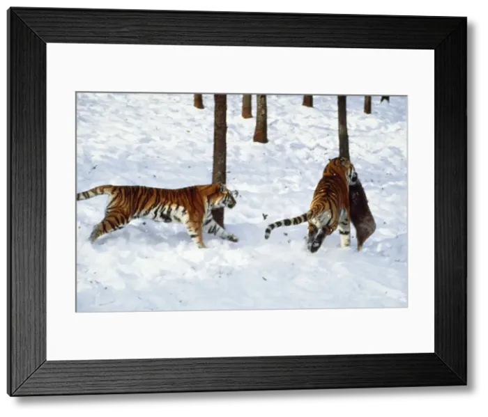 Framed Print : Siberian Tiger - hunting prey in snow Framed Print : Siberian Tiger - hunting prey in snow