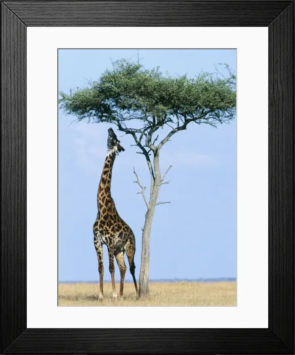 Framed Print : Masai Giraffe FL 2088 Masai Mara Kenya Africa Giraffe camelopardalis © Ferrero Labat / ARDEA LONDON Framed Print : Masai Giraffe FL 2088 Masai Mara Kenya Africa Giraffe camelopardalis © Ferrero Labat / ARDEA LONDON