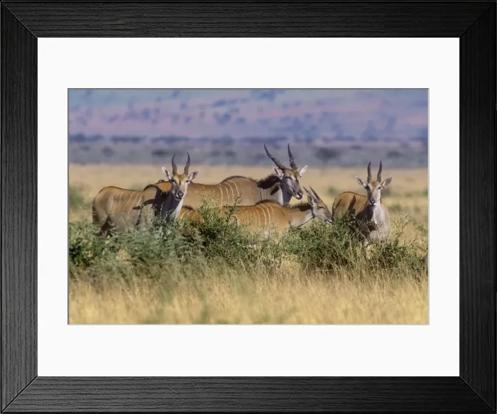 Framed Print : Eland Maasai Mara, Kenya, Africa Framed Print : Eland Maasai Mara, Kenya, Africa