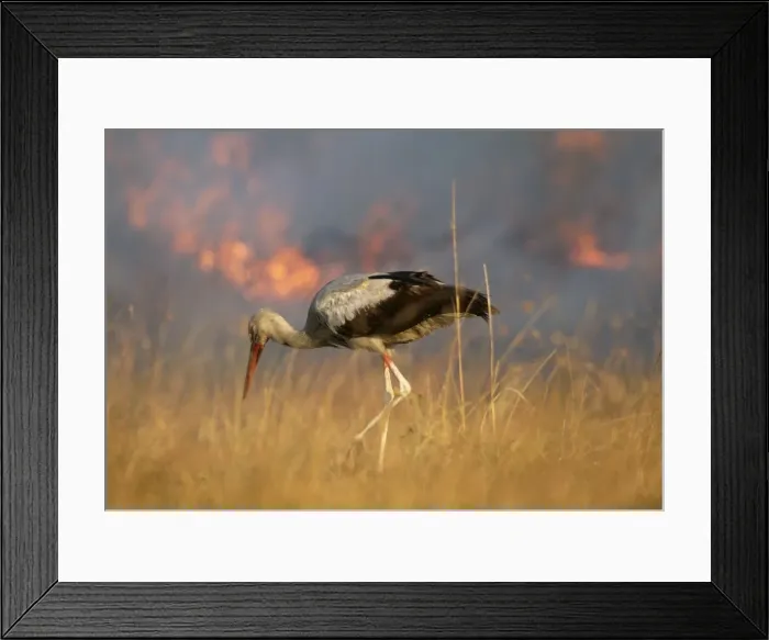 Framed Print : White Stork FL 2254 Hunting for prey chased by fire. Maasai Mara, Kenya Ciconia ciconia © Ferrero-Labat / ARDEA LONDON Framed Print : White Stork FL 2254 Hunting for prey chased by fire. Maasai Mara, Kenya Ciconia ciconia © Ferrero-Labat / ARDEA LONDON