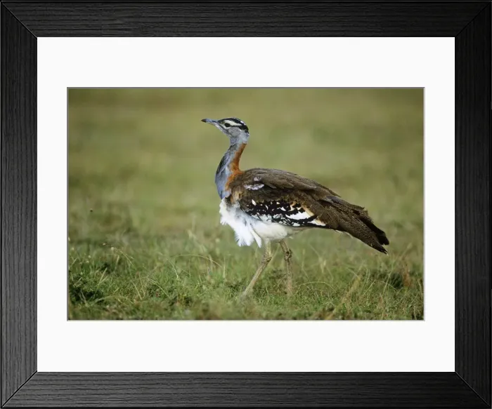 Framed Print : Stanley's / Denham's Bustard Maasai Mara National Park, Kenya, Africa Framed Print : Stanley's / Denham's Bustard Maasai Mara National Park, Kenya, Africa