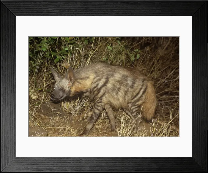 Framed Print : Striped Hyaena Maasai Mara, Kenya, Africa Framed Print : Striped Hyaena Maasai Mara, Kenya, Africa