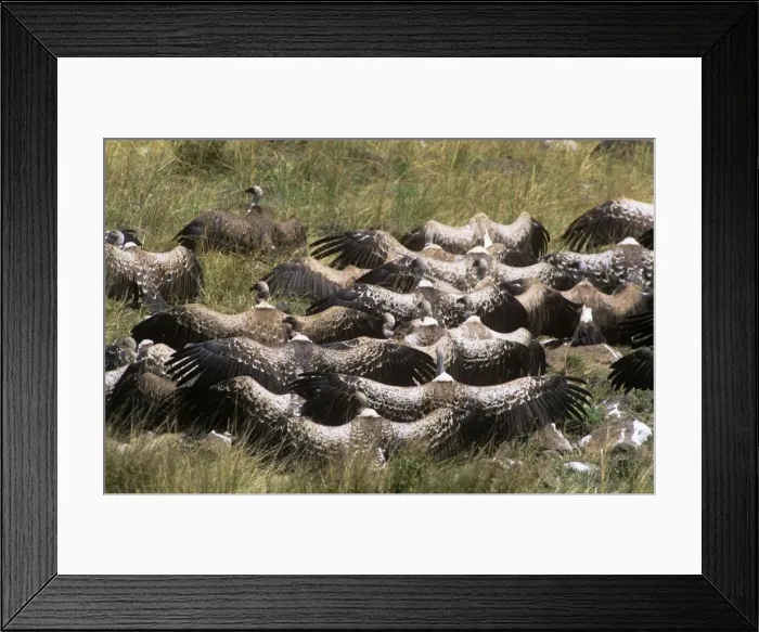 Framed Print : Ruppels Griffon Vulture & African White-backed Vulture (Gyps africanus) - sunning Maasai Mara, Kenya, Africa Framed Print : Ruppels Griffon Vulture & African White-backed Vulture (Gyps africanus) - sunning Maasai Mara, Kenya, Africa