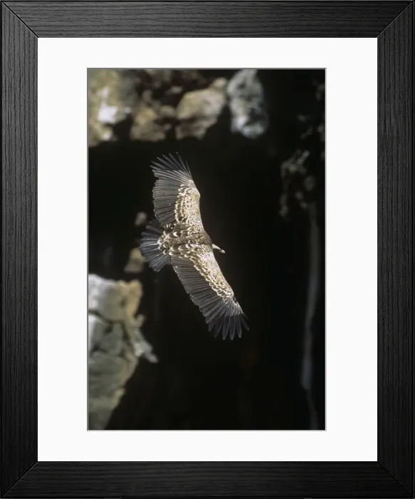Framed Print : Ruppels Griffon Vulture - in flight. Breeding site: Gol Mountains Ngorongoro consevartion area, Tanzania, Africa Framed Print : Ruppels Griffon Vulture - in flight. Breeding site: Gol Mountains Ngorongoro consevartion area, Tanzania, Africa