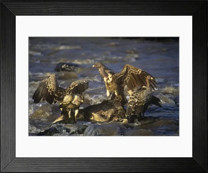 Framed Print : Ruppels Griffon Vulture Maasai Mara, Kenya, Africa Framed Print : Ruppels Griffon Vulture Maasai Mara, Kenya, Africa