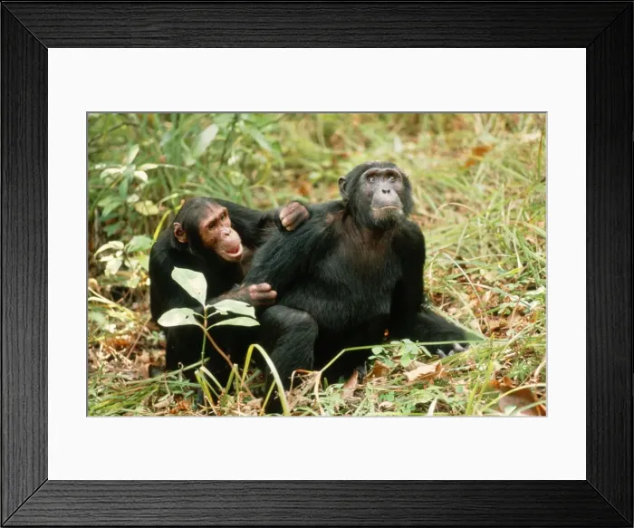 Framed Print : Eastern Chimpanzees FL 2945 Grooming each other - Mahale Mountains National Park, Tanzania, Africa Pan troglodytes schweinfurthi © Ferrero-Labat / ARDEA LONDON Framed Print : Eastern Chimpanzees FL 2945 Grooming each other - Mahale Mountains National Park, Tanzania, Africa Pan troglodytes schweinfurthi © Ferrero-Labat / ARDEA LONDON
