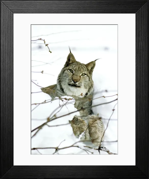Framed Print : Eurasian Lynx - In snow - Jura Mountains - Eastern France JFL00010 Framed Print : Eurasian Lynx - In snow - Jura Mountains - Eastern France JFL00010