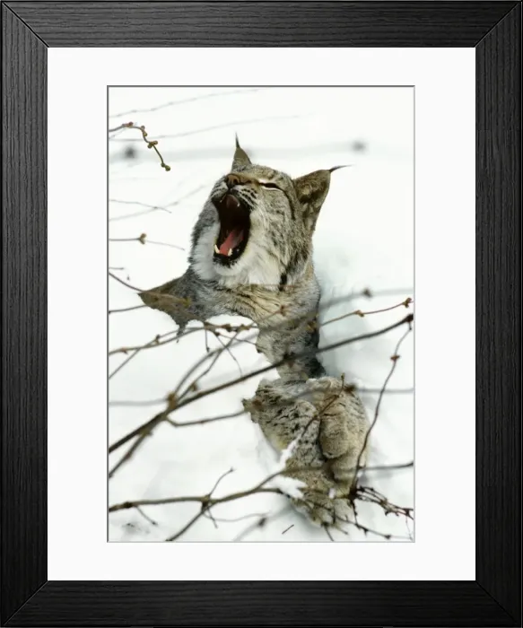 Framed Print : Eurasian Lynx - Yawning in snow - Jura Mountains - Eastern France JFL00020 Framed Print : Eurasian Lynx - Yawning in snow - Jura Mountains - Eastern France JFL00020