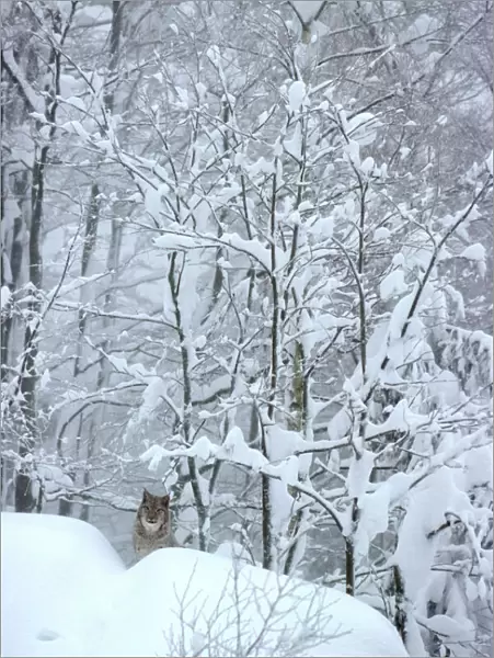 Eurasian Lynx - In snow - Jura Mountains - Eastern France JFL00005