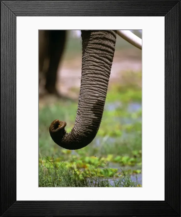Framed Print : African Elephant - Close up of trunk eating - Samburu National Reserve - Kenya - Africa JFL15679 Framed Print : African Elephant - Close up of trunk eating - Samburu National Reserve - Kenya - Africa JFL15679