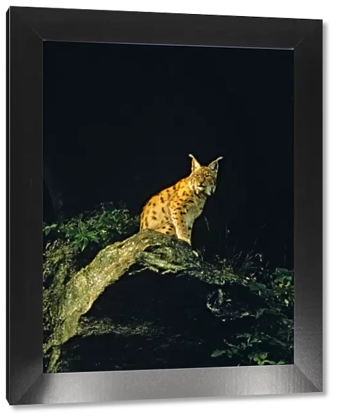 Eurasian Lynx - At night - Jura Mountains - eastern France JFL0206d