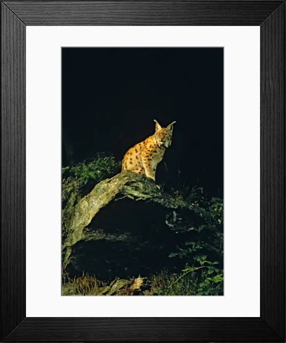 Framed Print : Eurasian Lynx - At night - Jura Mountains - eastern France JFL0206d Framed Print : Eurasian Lynx - At night - Jura Mountains - eastern France JFL0206d