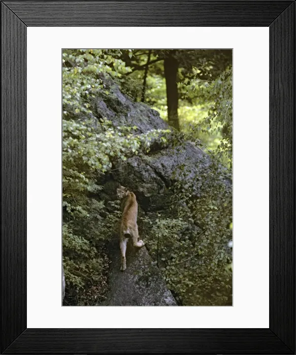 Framed Print : Eurasian Lynx - Jura Mountains - eastern France JFL0207 Framed Print : Eurasian Lynx - Jura Mountains - eastern France JFL0207