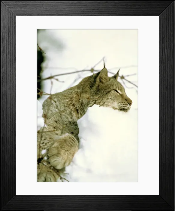 Framed Print : Eurasian Lynx - Lying down in snow - Jura Mountains - eastern France JFL0200 Framed Print : Eurasian Lynx - Lying down in snow - Jura Mountains - eastern France JFL0200