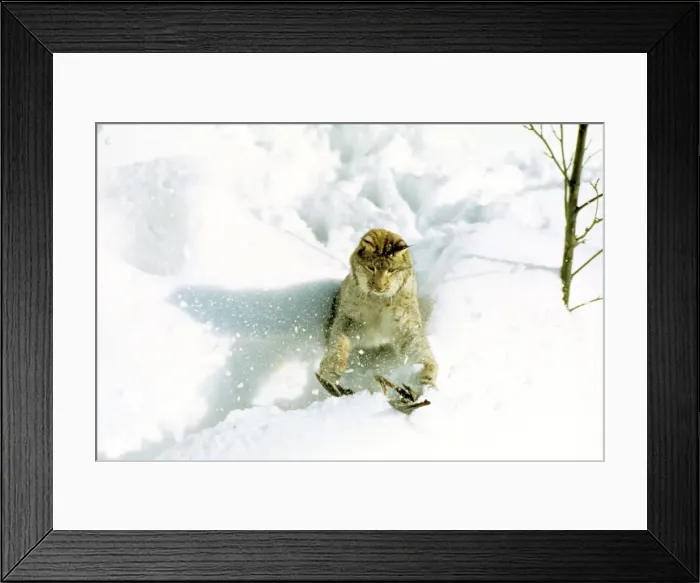 Framed Print : Eurasian Lynx - Catching pigeon prey in snow - Jura Mountains - eastern France JFL00198 Framed Print : Eurasian Lynx - Catching pigeon prey in snow - Jura Mountains - eastern France JFL00198