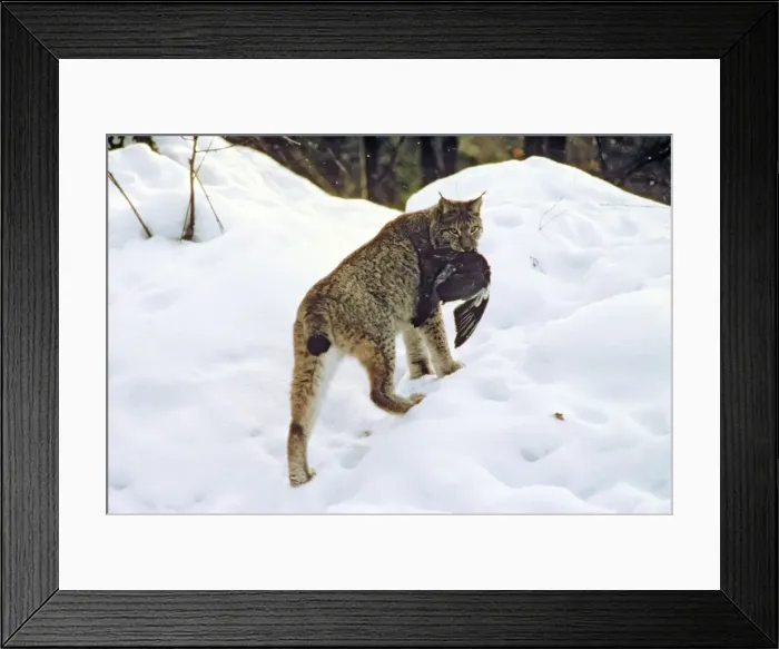 Framed Print : Eurasian Lynx - Catching pigeon prey in snow - Jura Mountains - eastern France JFL00197 Framed Print : Eurasian Lynx - Catching pigeon prey in snow - Jura Mountains - eastern France JFL00197