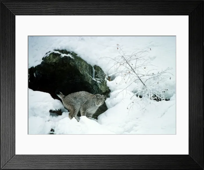 Framed Print : Eurasian Lynx - In snow male marking his territory - Jura Mountains - eastern France JFL00021 Framed Print : Eurasian Lynx - In snow male marking his territory - Jura Mountains - eastern France JFL00021
