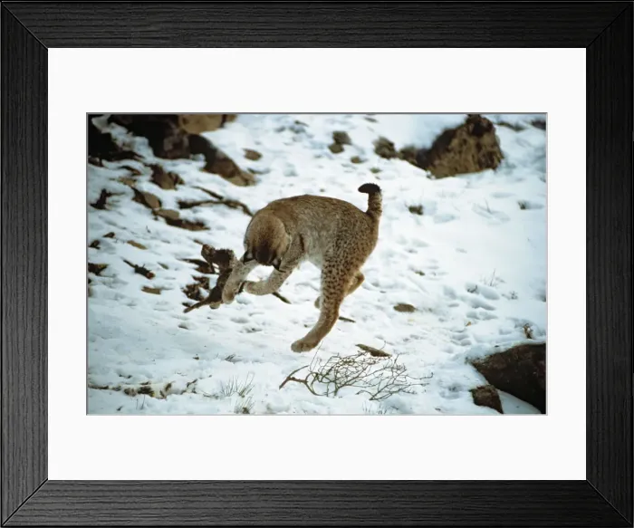 Framed Print : Eurasian Lynx - Playing with rabbit prey in snow - Jura Mountains - eastern France JFL00228 Framed Print : Eurasian Lynx - Playing with rabbit prey in snow - Jura Mountains - eastern France JFL00228