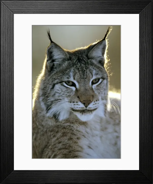 Framed Print : Eurasian Lynx - Jura Mountains - eastern France JFL00243 Framed Print : Eurasian Lynx - Jura Mountains - eastern France JFL00243