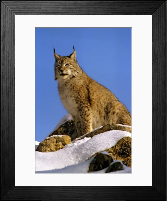 Framed Print : Eurasian Lynx - In snow - Jura Mountains - eastern France JFL00235 Framed Print : Eurasian Lynx - In snow - Jura Mountains - eastern France JFL00235