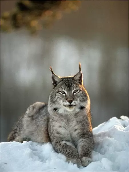 Eurasian Lynx - Lying down in snow - Jura Mountains - eastern France JFL00234