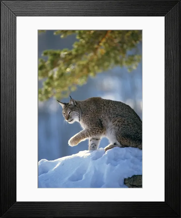 Framed Print : Eurasian Lynx - In snow raising paw - Jura Mountains - eastern France JFL00232 Framed Print : Eurasian Lynx - In snow raising paw - Jura Mountains - eastern France JFL00232
