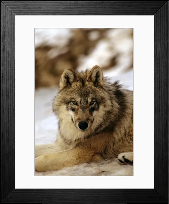 Framed Print : Eurasian Wolf - In snow - Germany JFL00348 Framed Print : Eurasian Wolf - In snow - Germany JFL00348