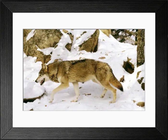 Framed Print : Eurasian Wolf - In snow - Germany JFL00347 Framed Print : Eurasian Wolf - In snow - Germany JFL00347