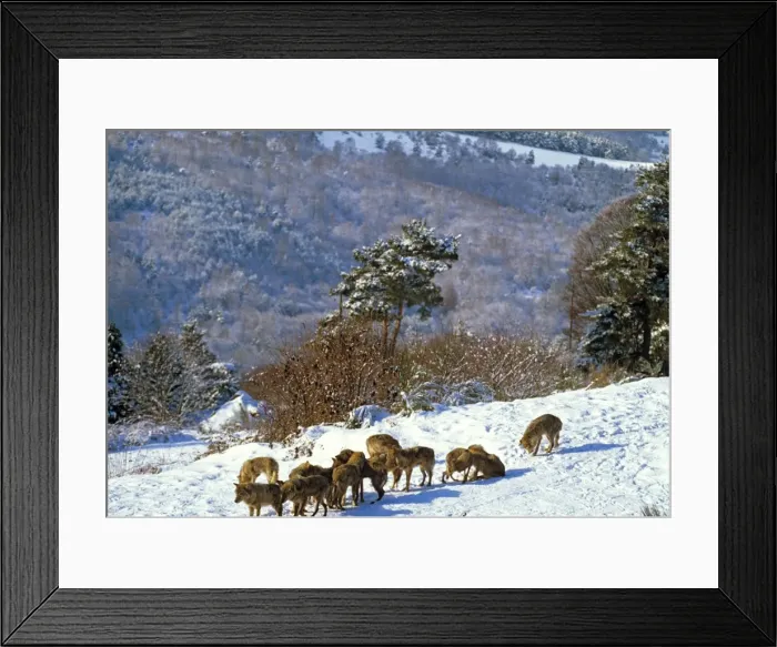 Framed Print : Eurasian Wolf - Pack in snow - Germany JFL00321 Framed Print : Eurasian Wolf - Pack in snow - Germany JFL00321
