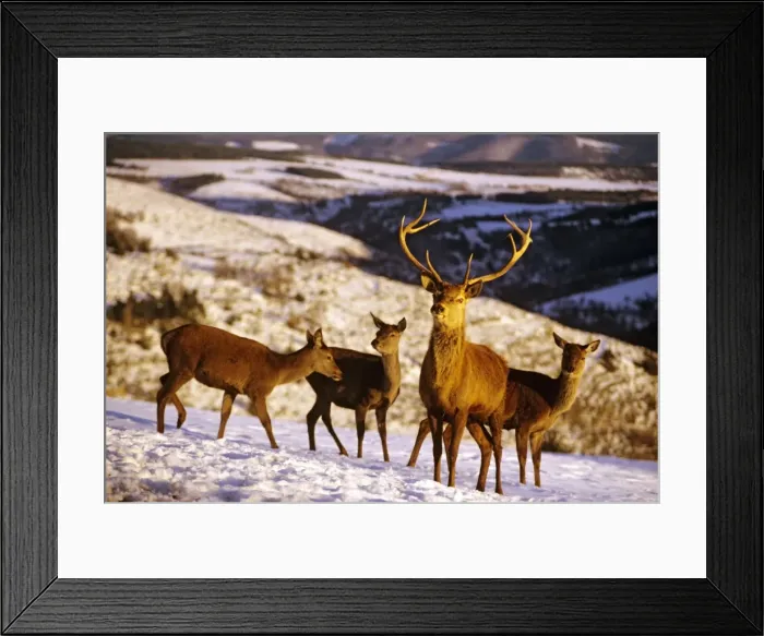 Framed Print : Red Deer - Stag with three does in snow - France JFL00315 Framed Print : Red Deer - Stag with three does in snow - France JFL00315