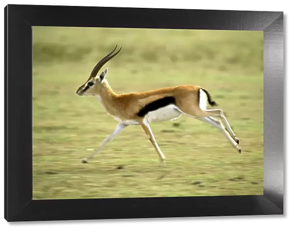 Thomson's Gazelle - Male running - Maasai Mara National Reserve - Kenya - Africa JFL00558