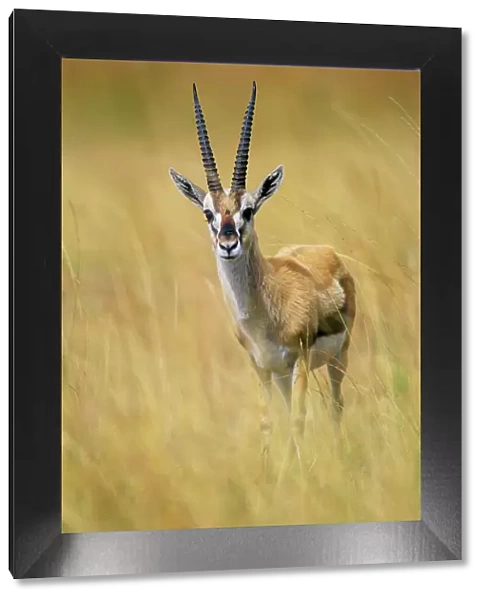 Thomson's Gazelle - Male standing in long grass - Lake Nakuru - Kenya - Africa JFL00526