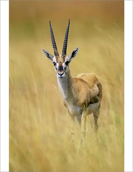 Thomson's Gazelle - Male standing in long grass - Lake Nakuru - Kenya - Africa JFL00526