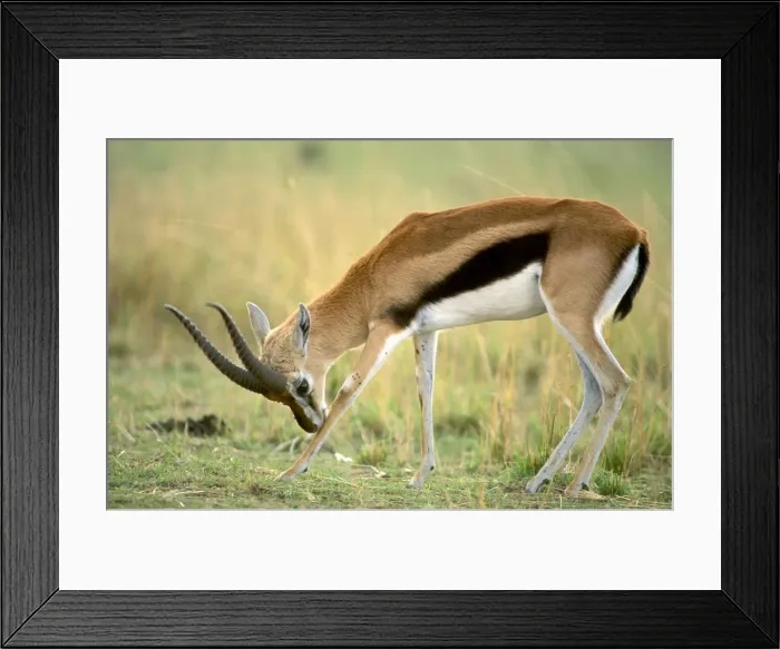 Framed Print : Thomson's Gazelle Male bending forward to nuzzle a front knee, Lake Nakuru, Kenya - Africa JFL00541 Framed Print : Thomson's Gazelle Male bending forward to nuzzle a front knee, Lake Nakuru, Kenya - Africa JFL00541