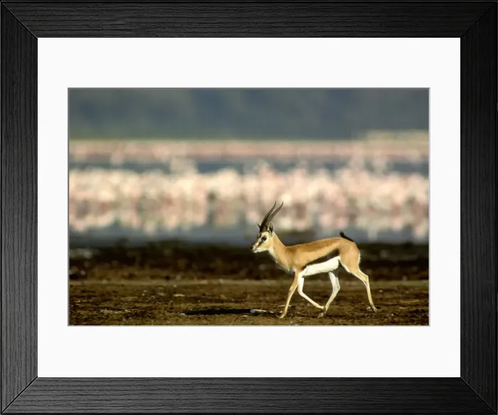 Framed Print : Thomson's Gazelle - Male running, with Flamingos in background - Lake Nakuru, Kenya JFL00554 Framed Print : Thomson's Gazelle - Male running, with Flamingos in background - Lake Nakuru, Kenya JFL00554