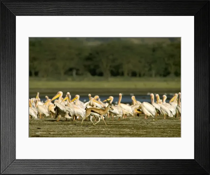Framed Print : Thomson's Gazelle - Male running with flock of Pelicans in background - Lake Nakuru - Kenya - Africa JFL00556 Framed Print : Thomson's Gazelle - Male running with flock of Pelicans in background - Lake Nakuru - Kenya - Africa JFL00556